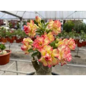 adenium plant (11)-9968755-43934.webp